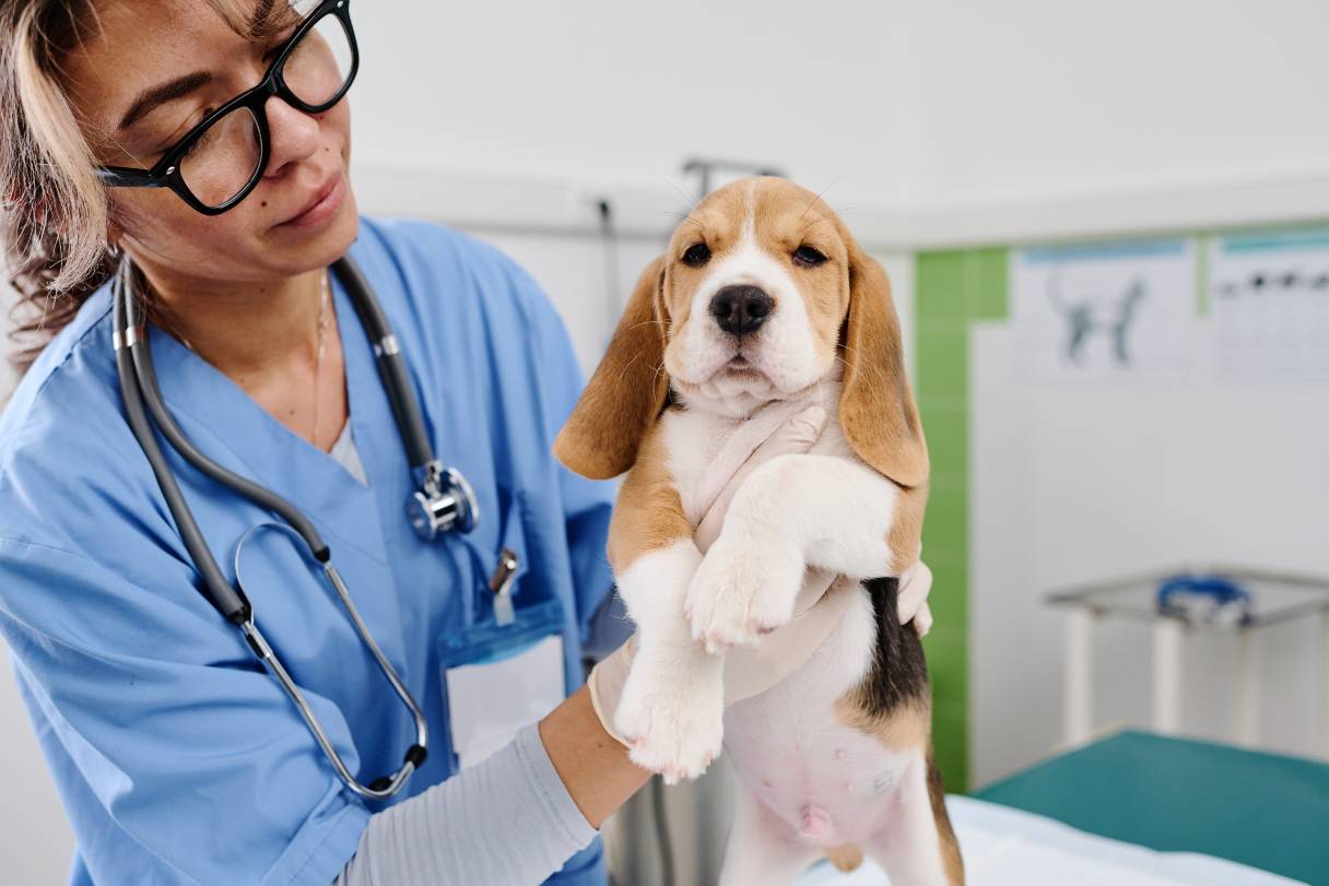 Veterinarian inspecting a hound puppy