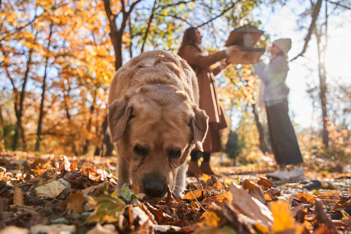 Dog sniffing the ground