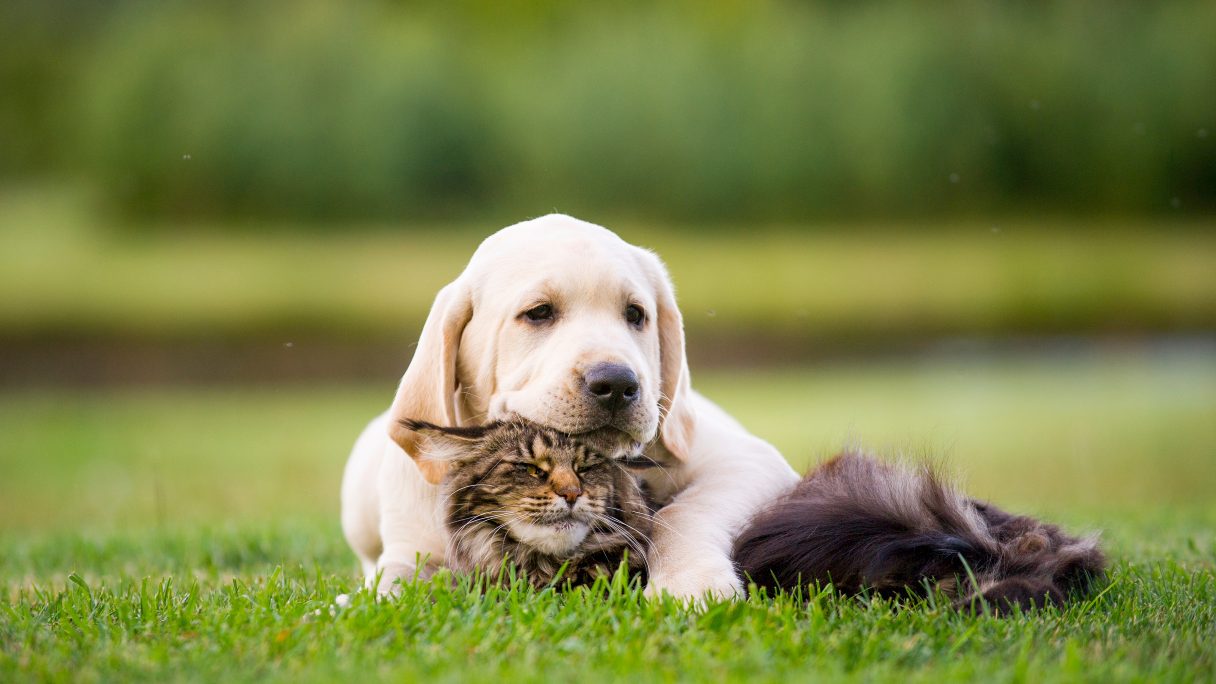 Puppy and cat laying together on grass