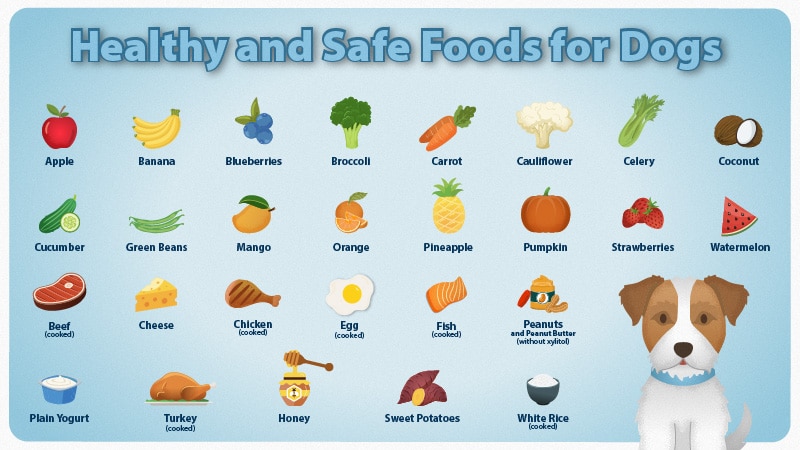 Healthy and Safe Food for Dogs