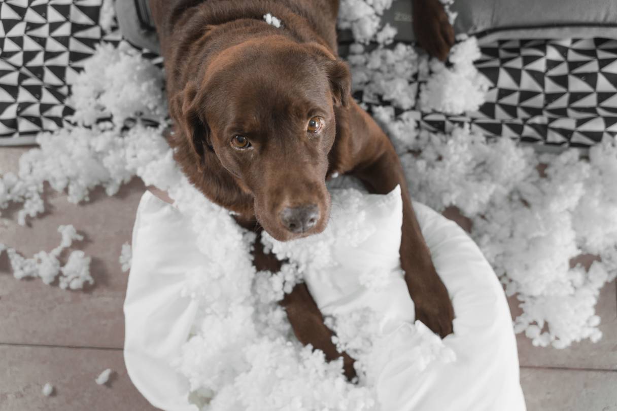 Brown labrador retriever surrounding couch stuffing