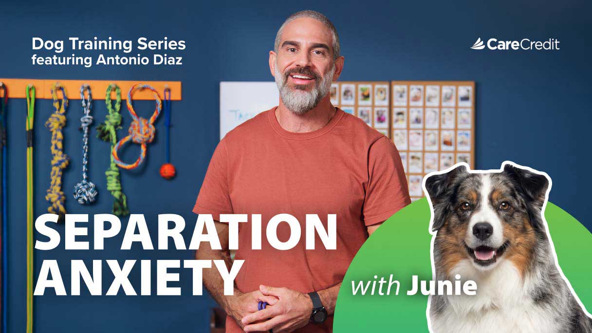 Understanding Separation Anxiety in Dogs and How You Can Help  