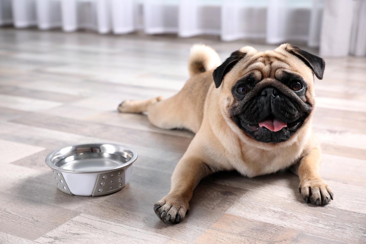 Pug laying next to a water bowl
