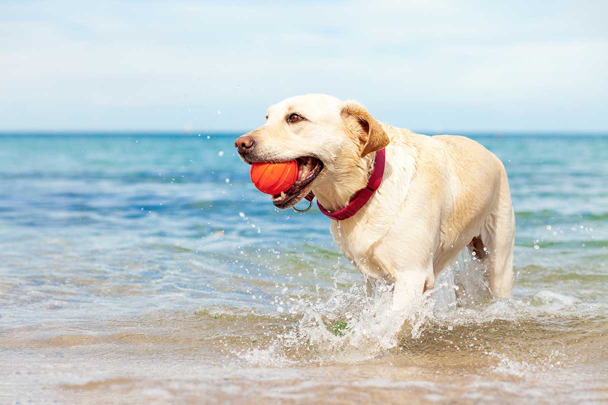 Labrador retriever playing with ball on beach