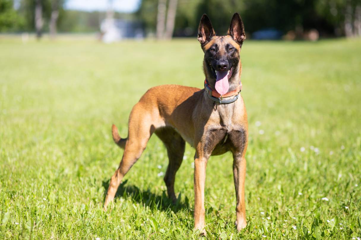 Belgian Malinois standing on grass