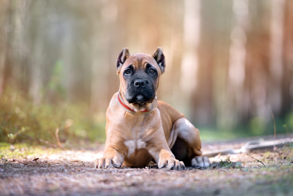 Tan Cane Corso