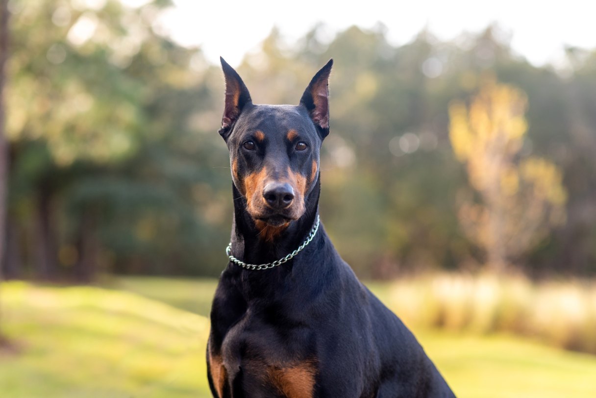 Doberman sitting outside