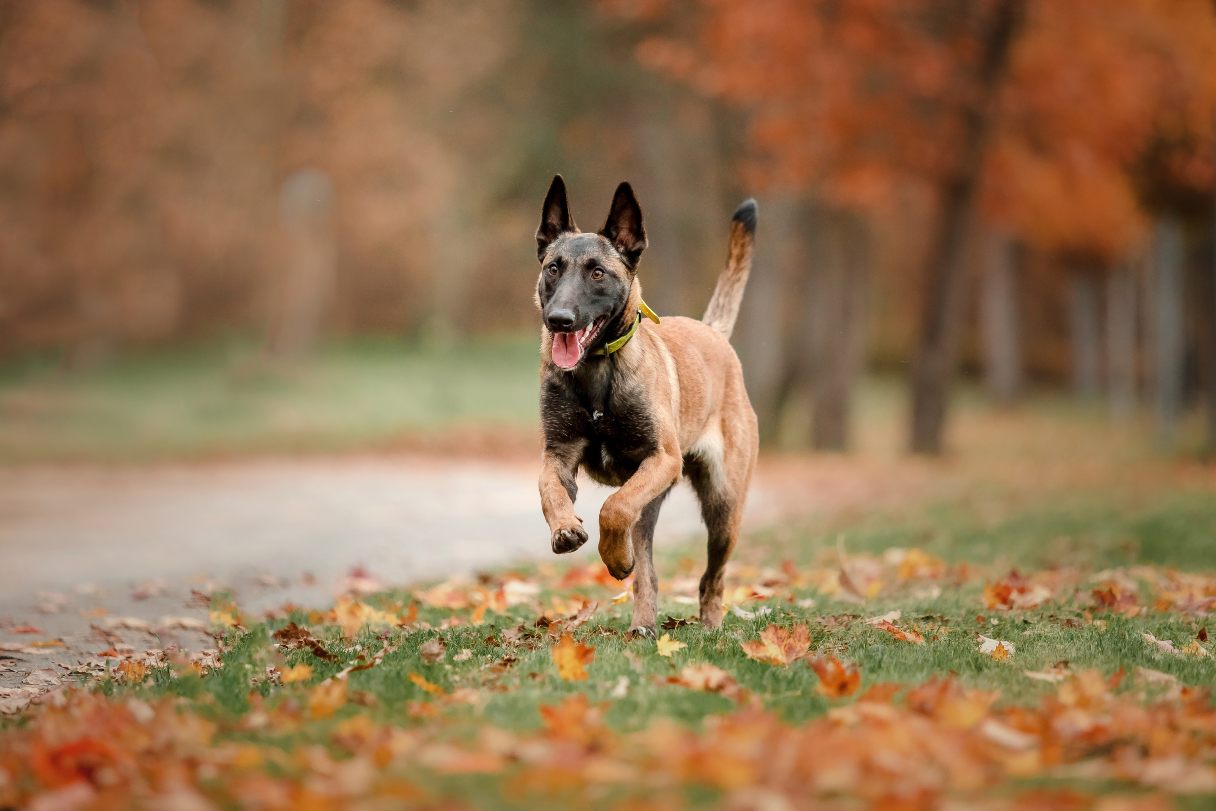 Belgian Malinois walking by a road