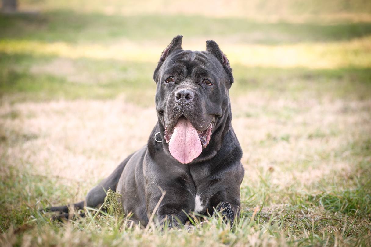 Black Cane Corso