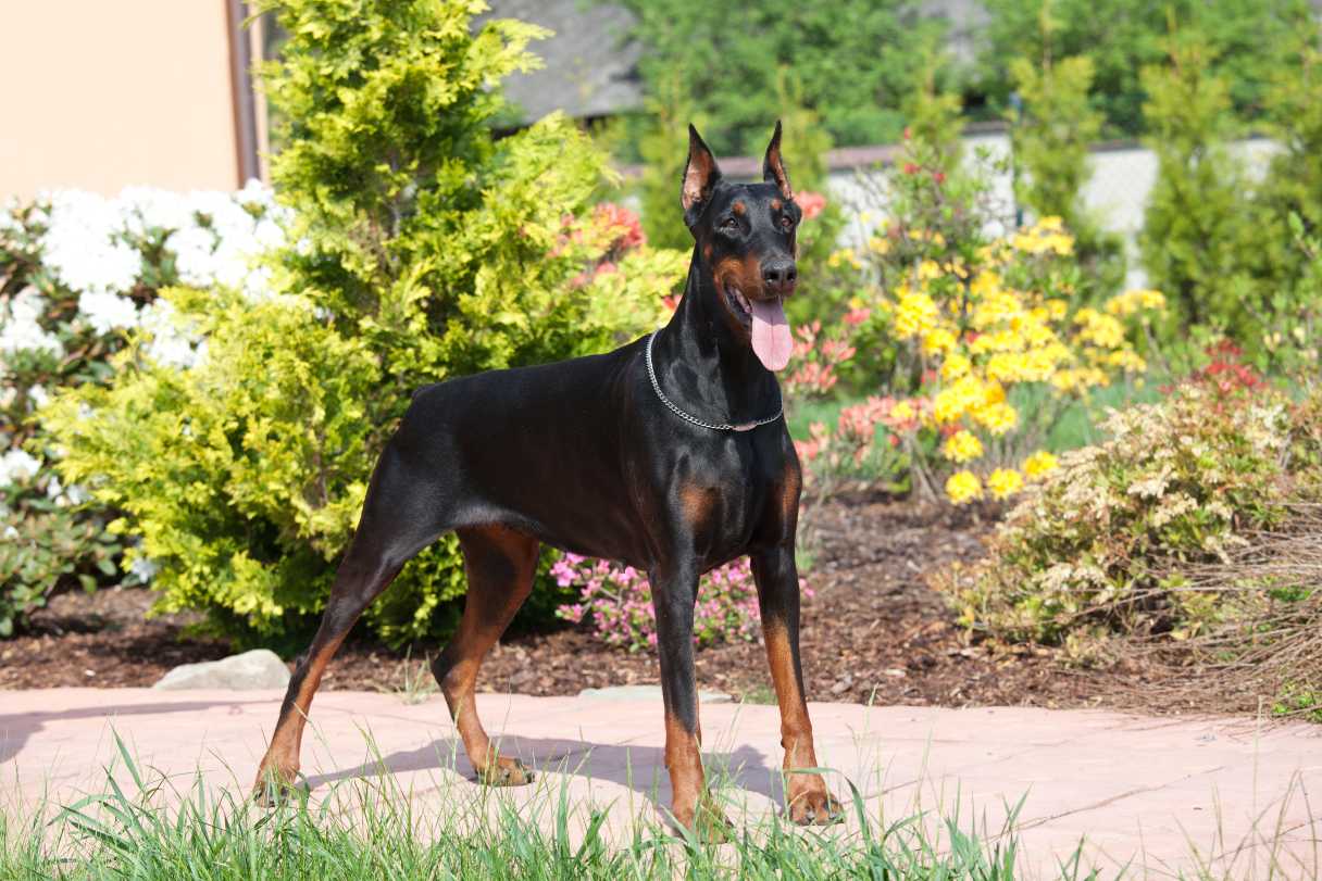 Doberman standing on sidewalk