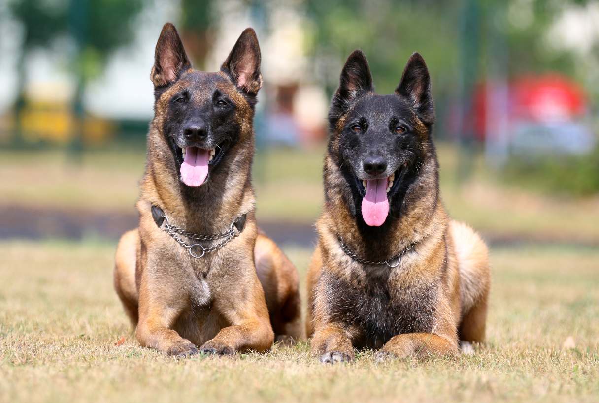 Two Belgian Malinois laying side-by-side