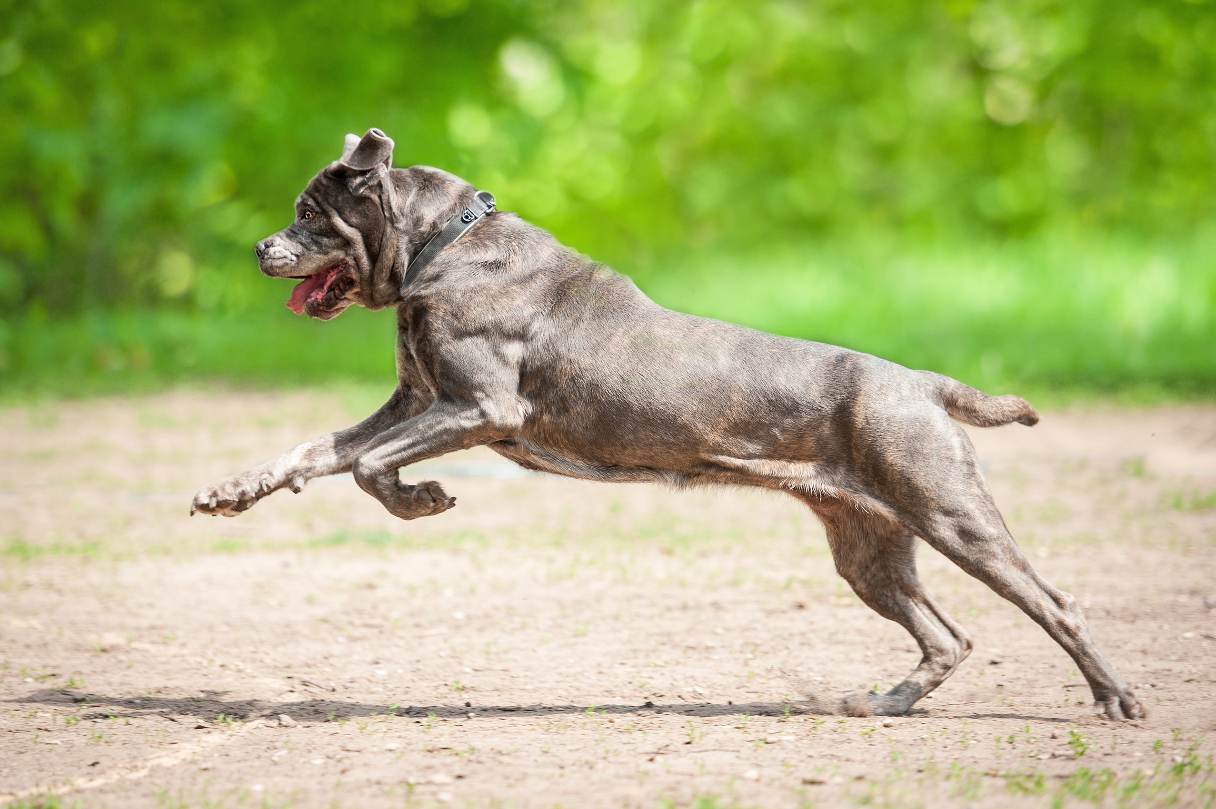 Cane Corso playing on grass