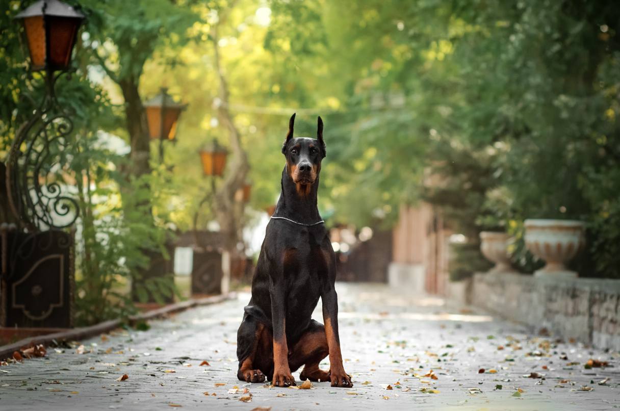 Doberman sitting on walkway