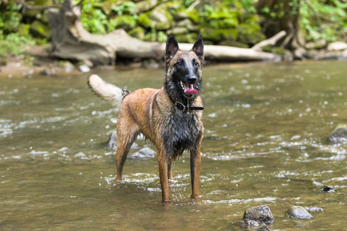 Belgian Malinois standing in water