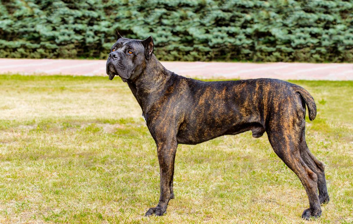 Brindle Cane Corso