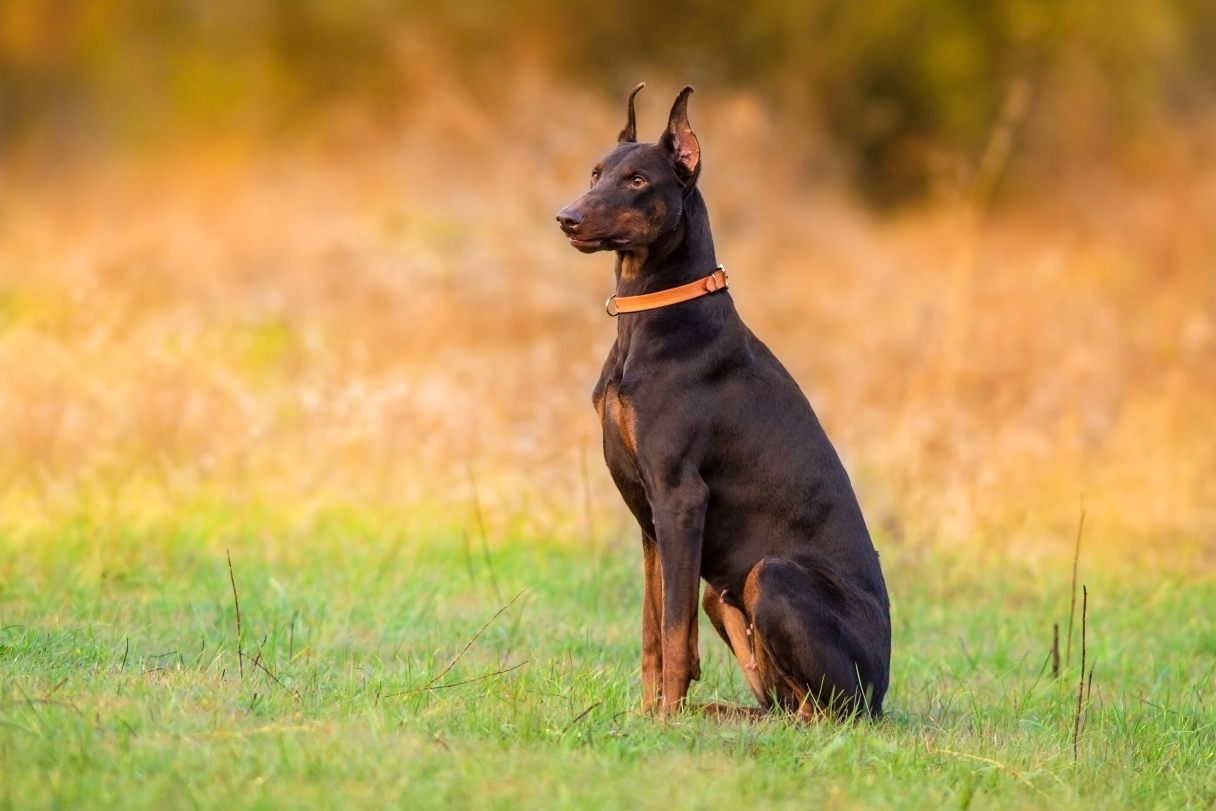 Doberman sitting on grass