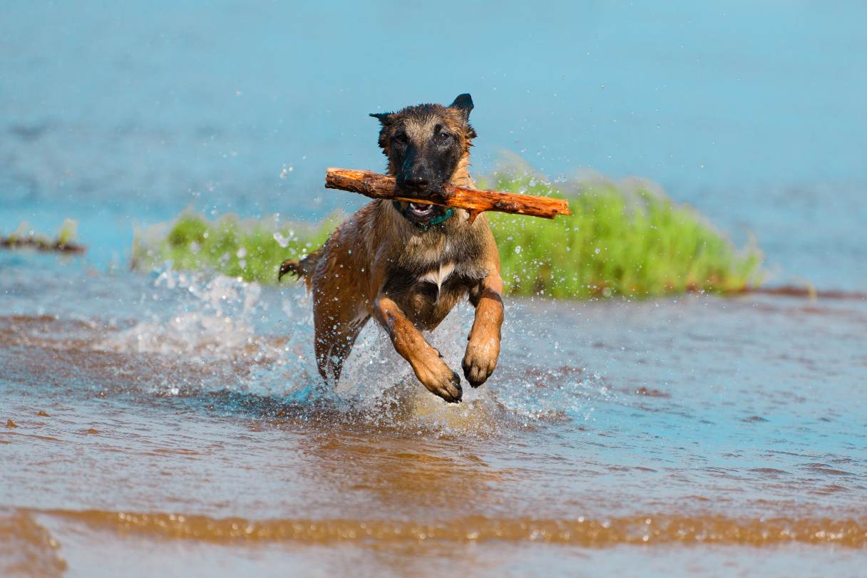 Belgian Malinois running in water with stick in its mouth
