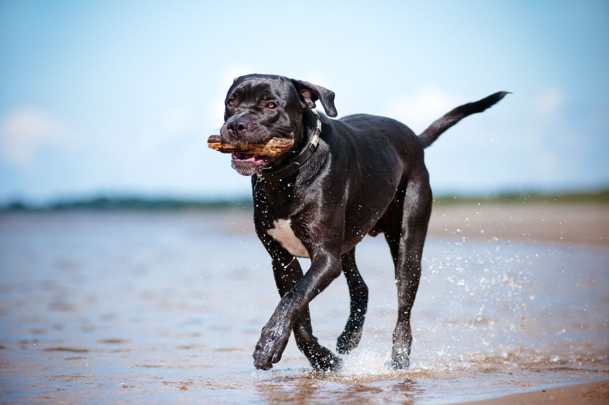 Black Cane Corso running on beach