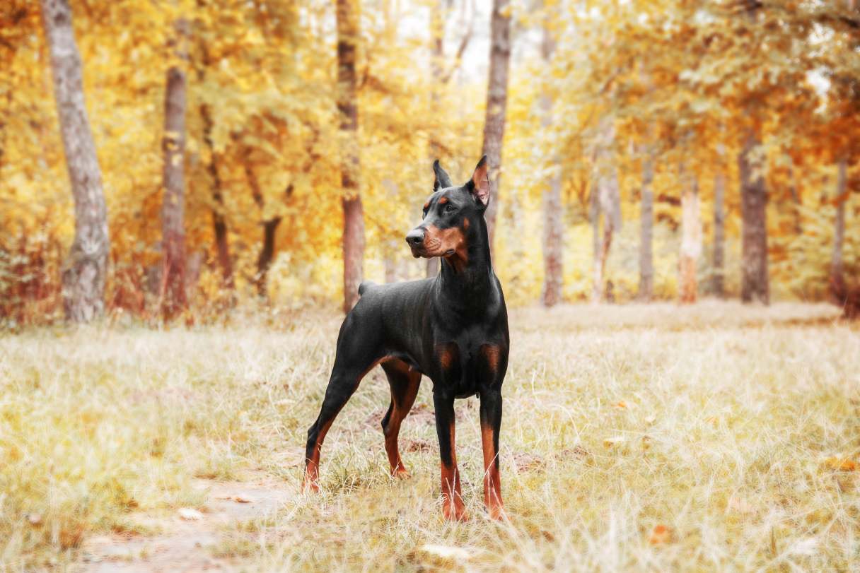 Doberman standing on grass