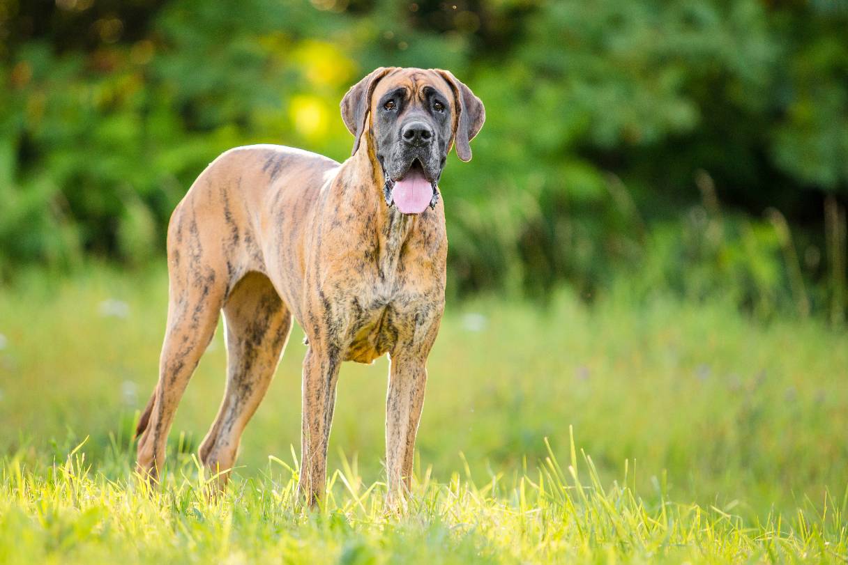 Brindle Great Dane
