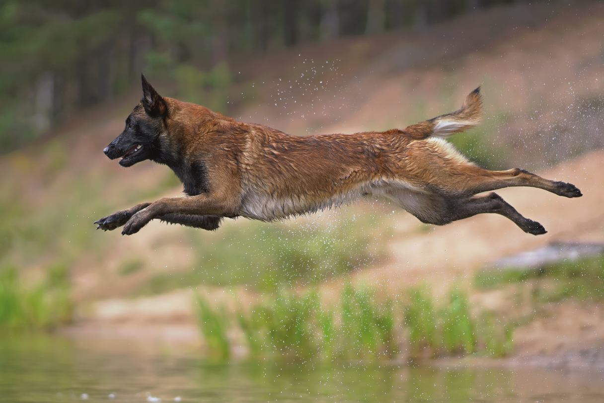 Belgian Malinois running
