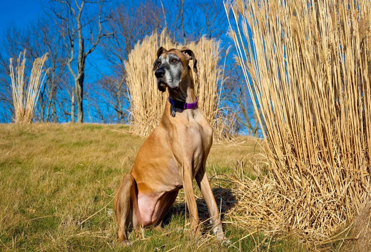 Tan Great Dane
