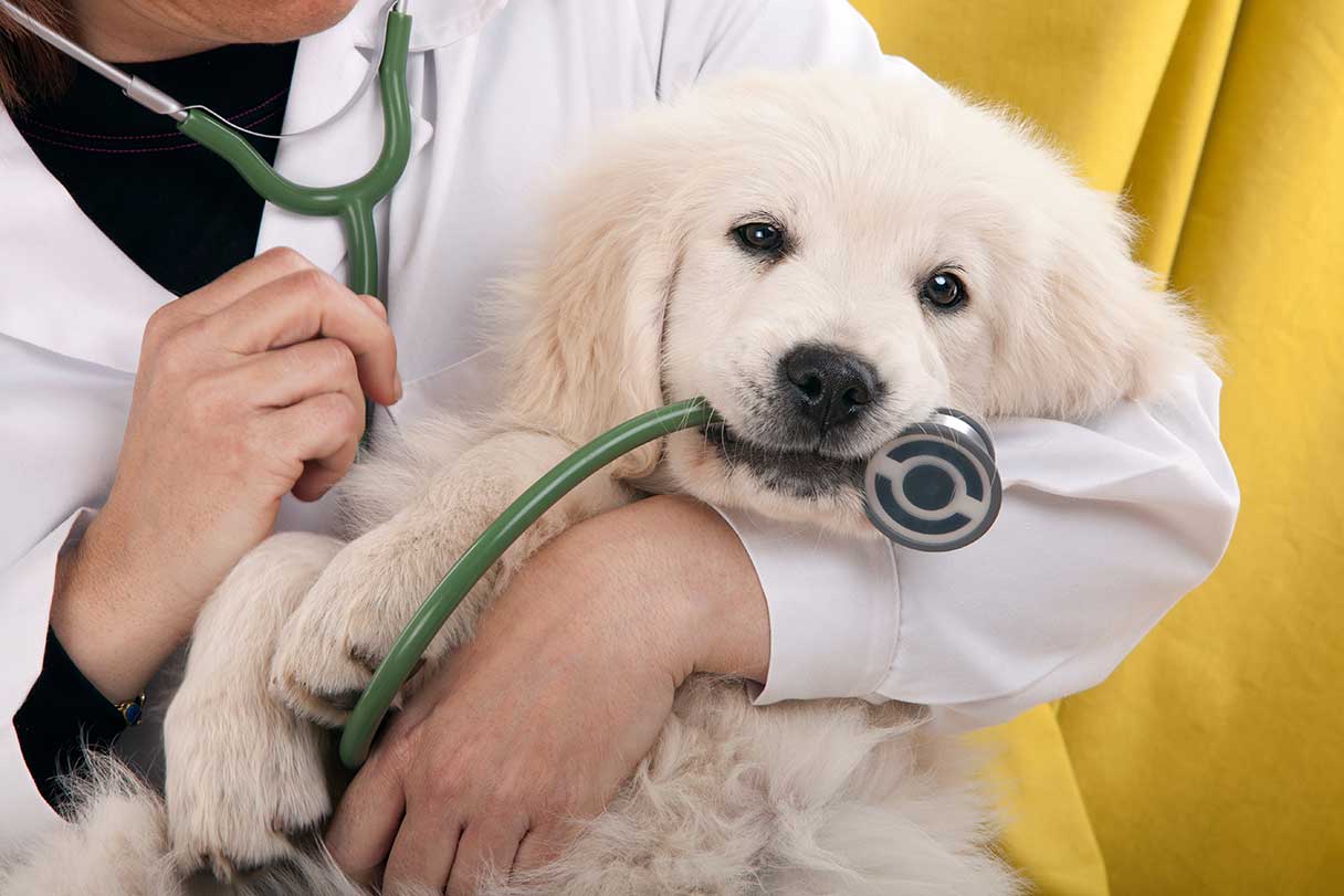 Vet holding golden retriever puppy that is chewing on a stethoscope
