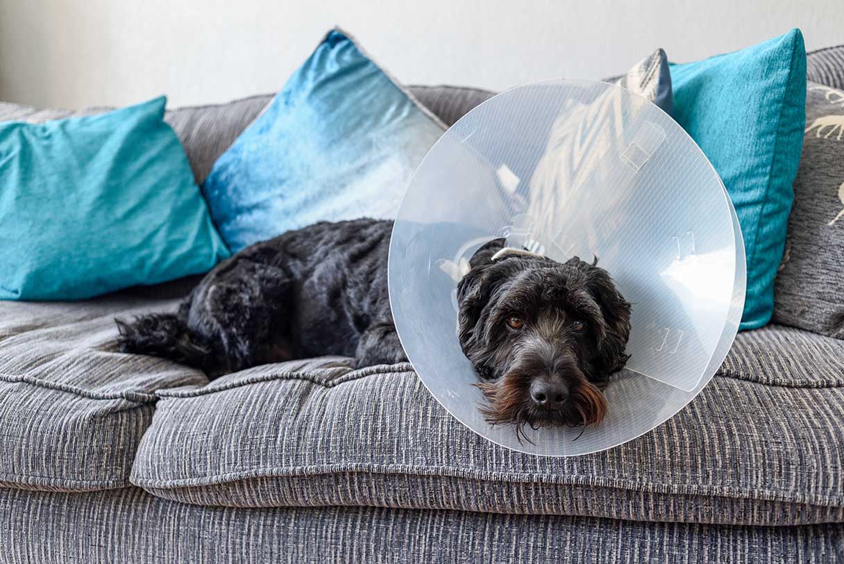 Dog with cone laying on couch