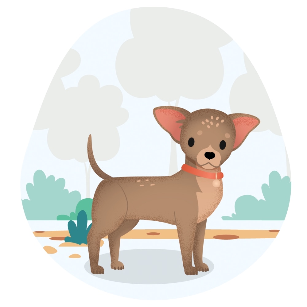 Illustration of a chihuahua