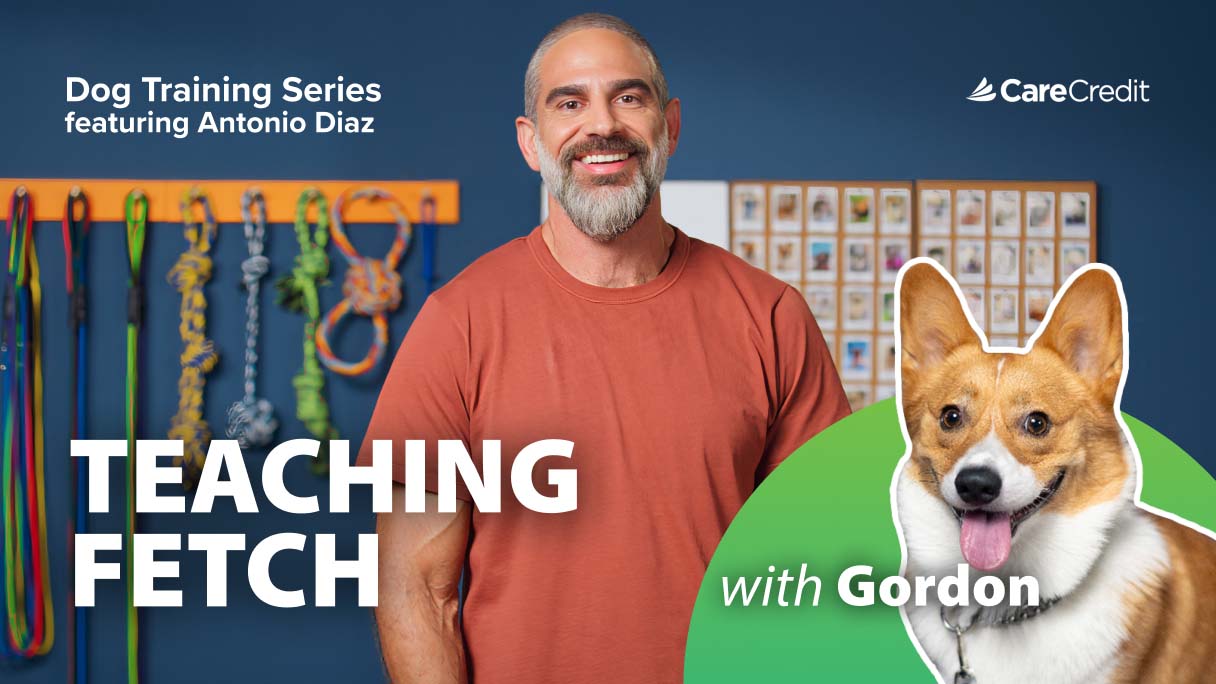 How to Teach Your Dog to Play Fetch (and Love It!)