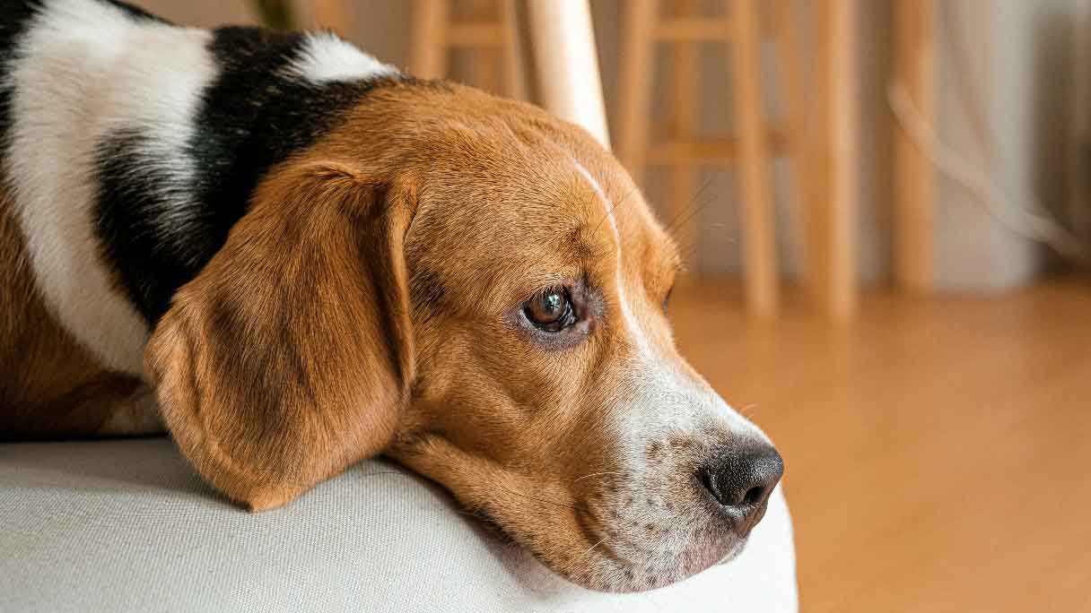 Dog laying on couch