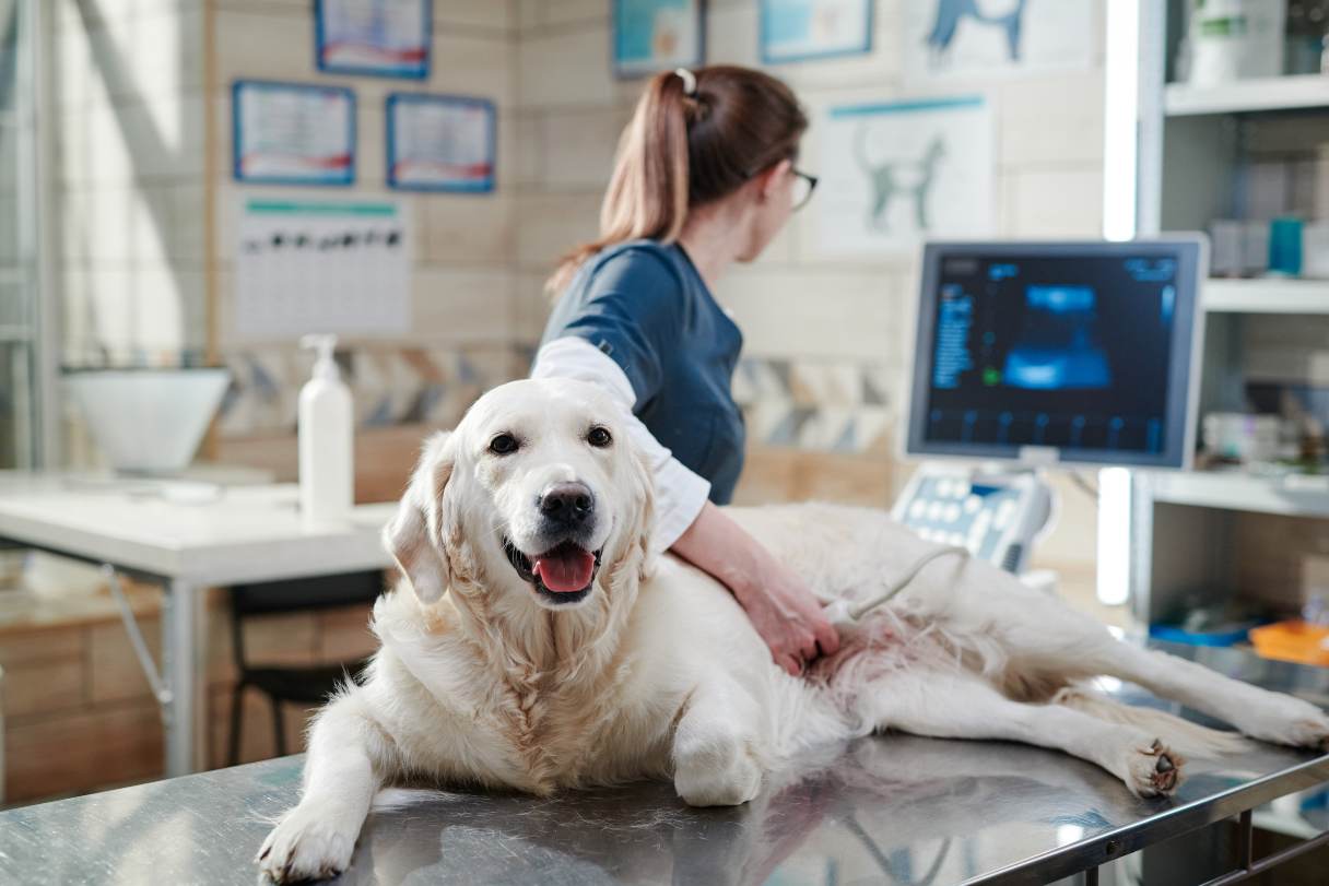 Yellow labrador retriever receiving ultrasound examination