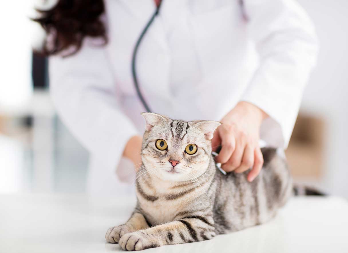 initial cat vet visit cost