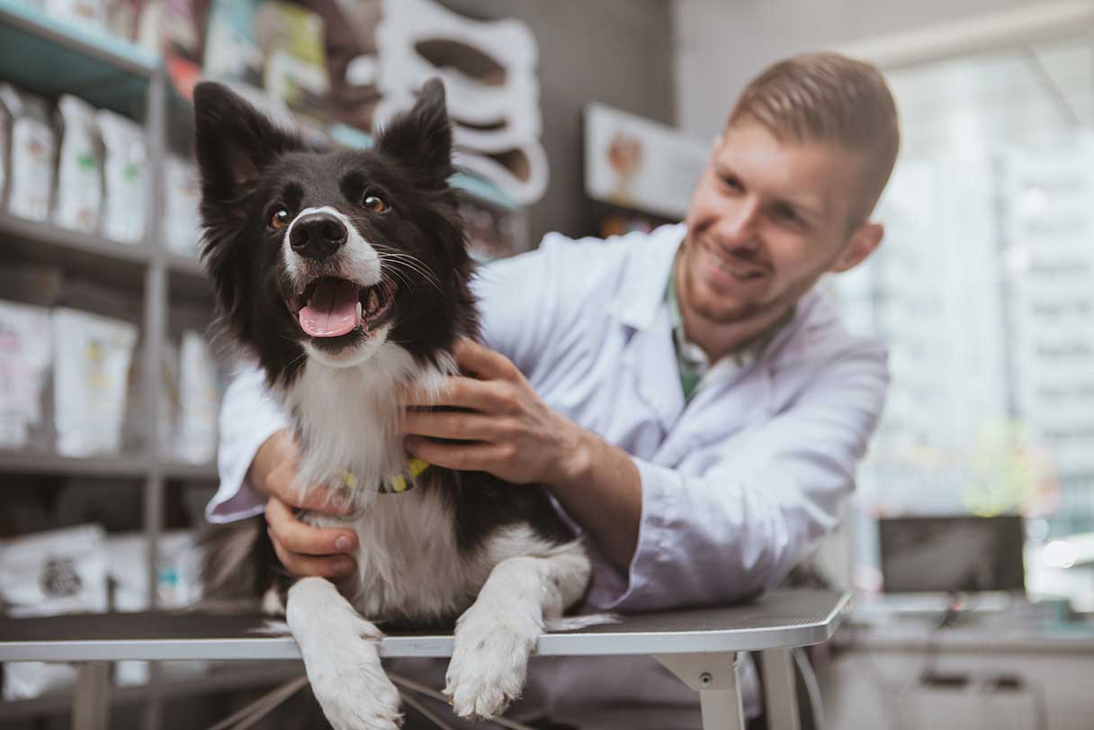 Dog at a veterinary visit