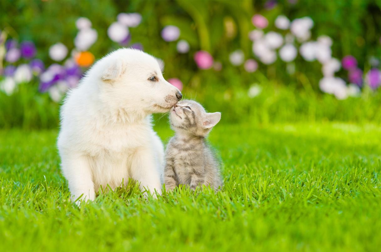Puppy and kitten standing in grass