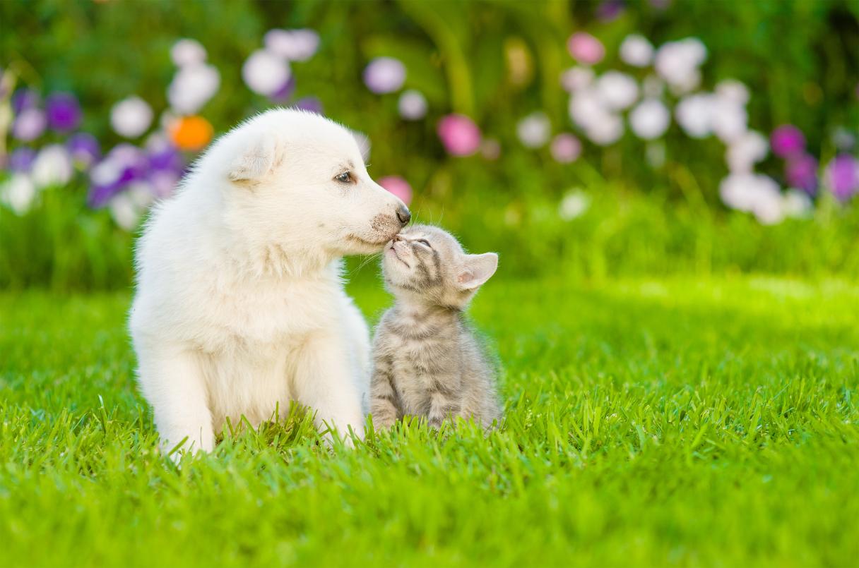 The Fear Free Movement, What it Means for Your Pet