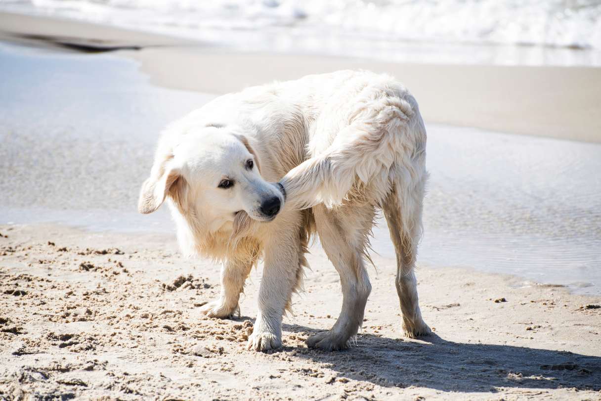 Dog biting its own tail