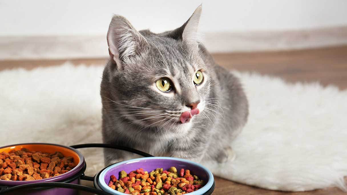 Cat eating out of a food bowl