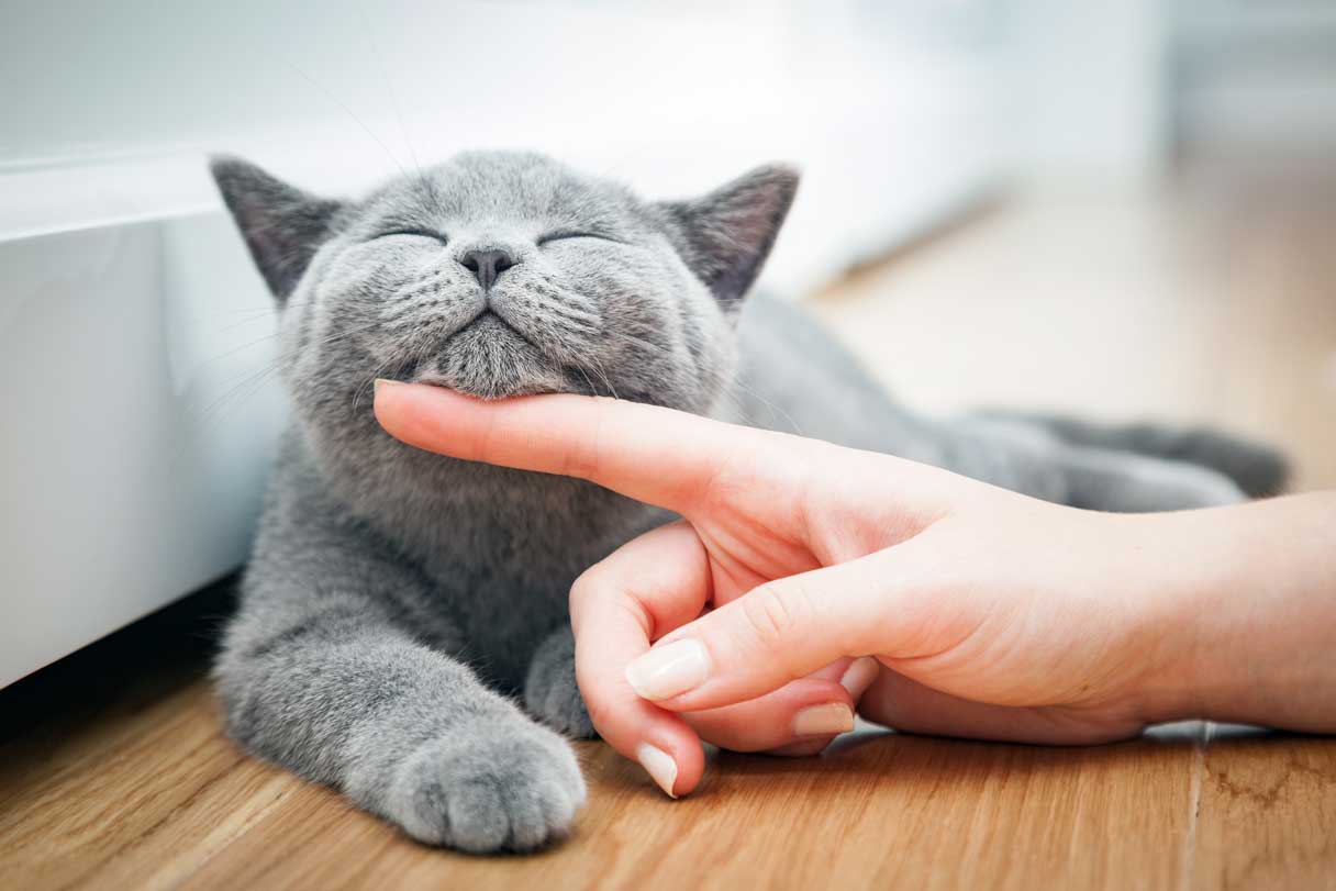 Cat getting chin scratched