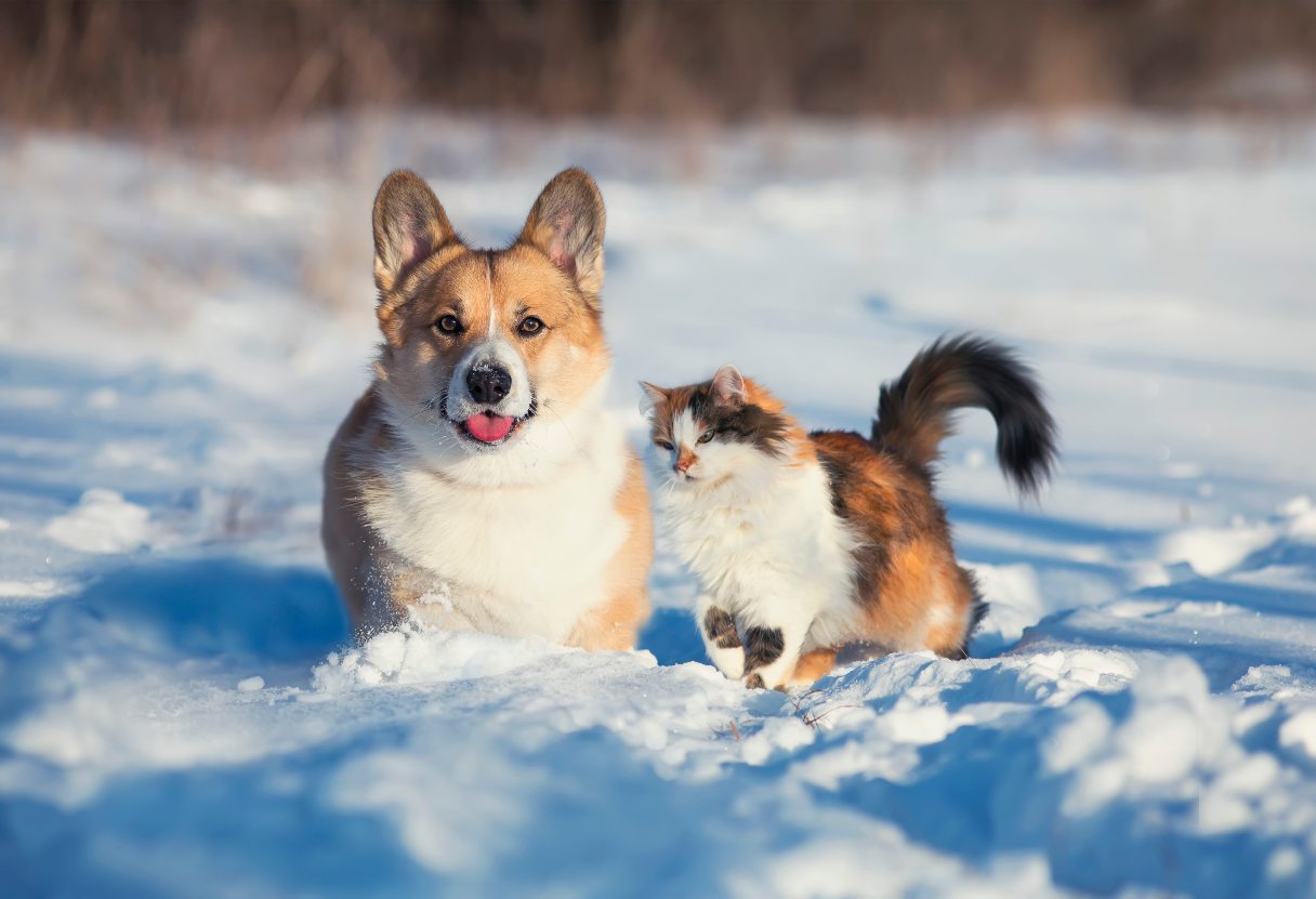 Dog and cat walking in the snow