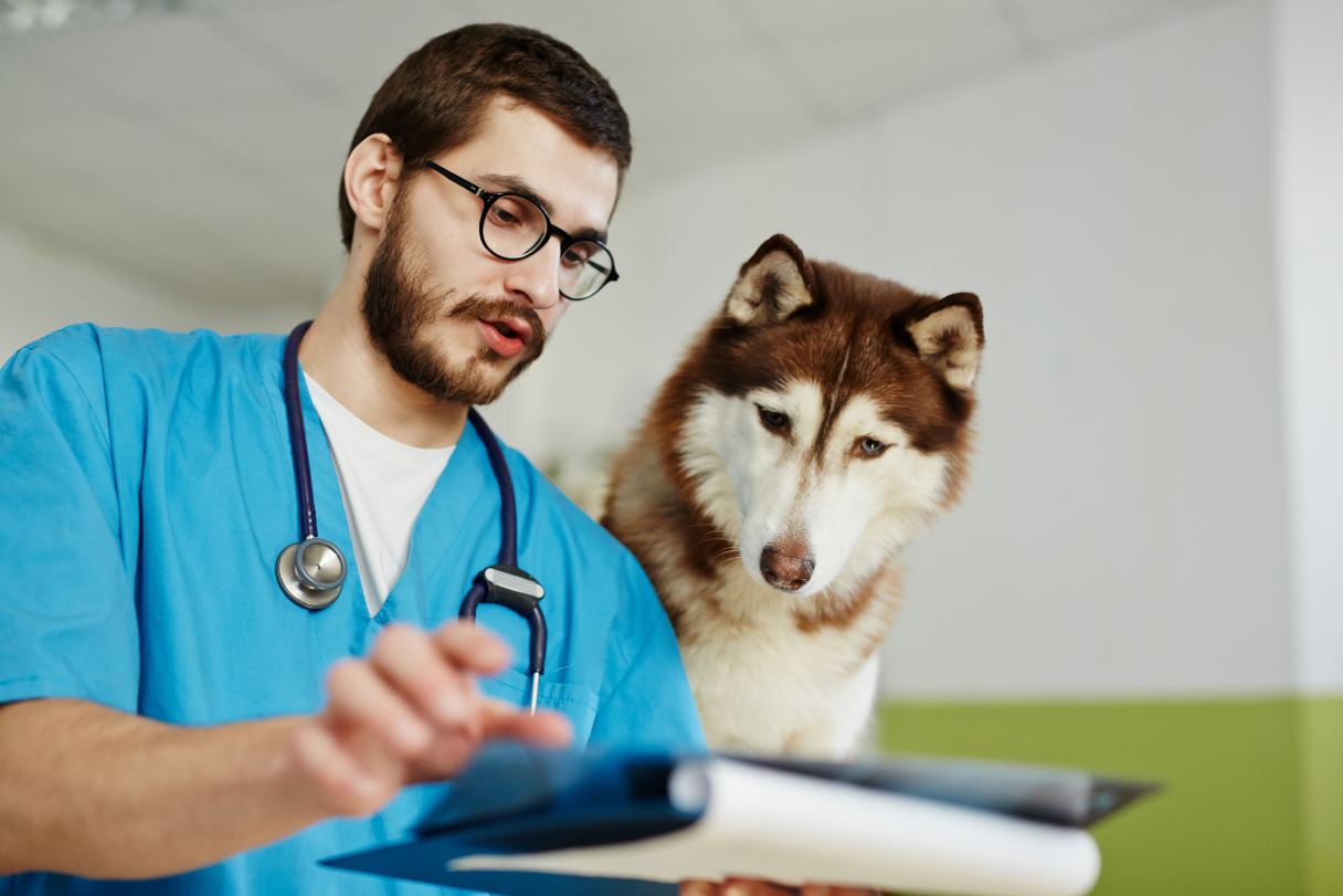 How Much is an X Ray for a Dog  : Cost and Considerations