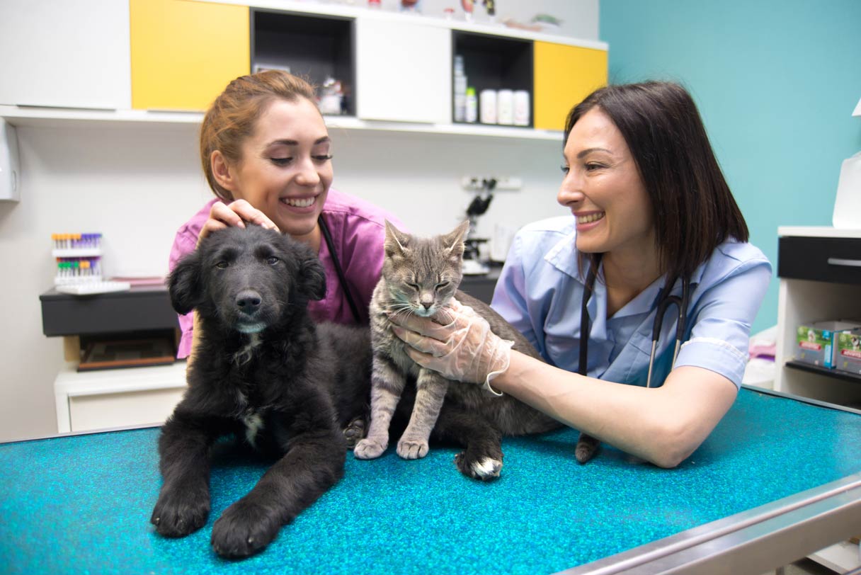 Dog and cat on veterinary exam table