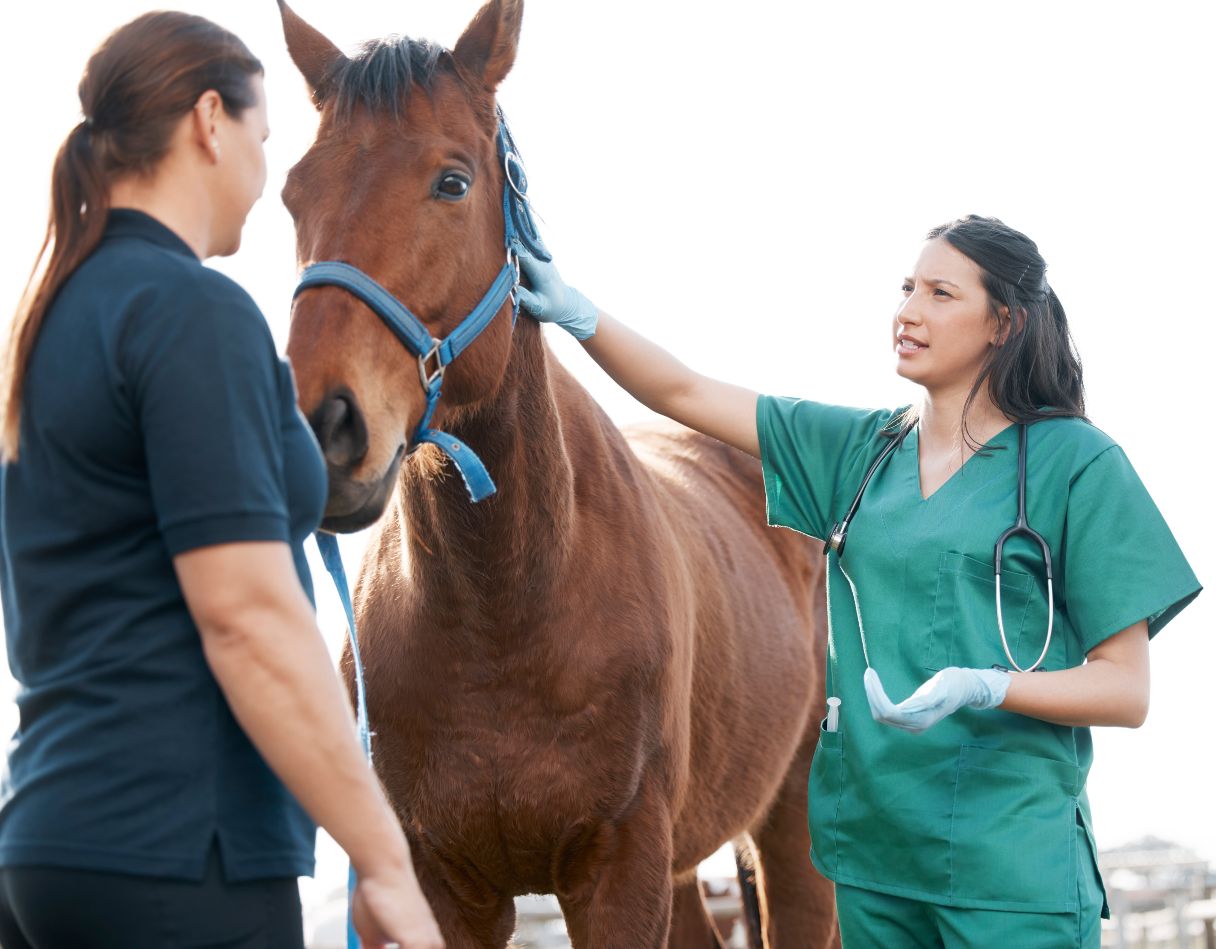 Veterinarian speaking with a woman, both standing next to a brown horse