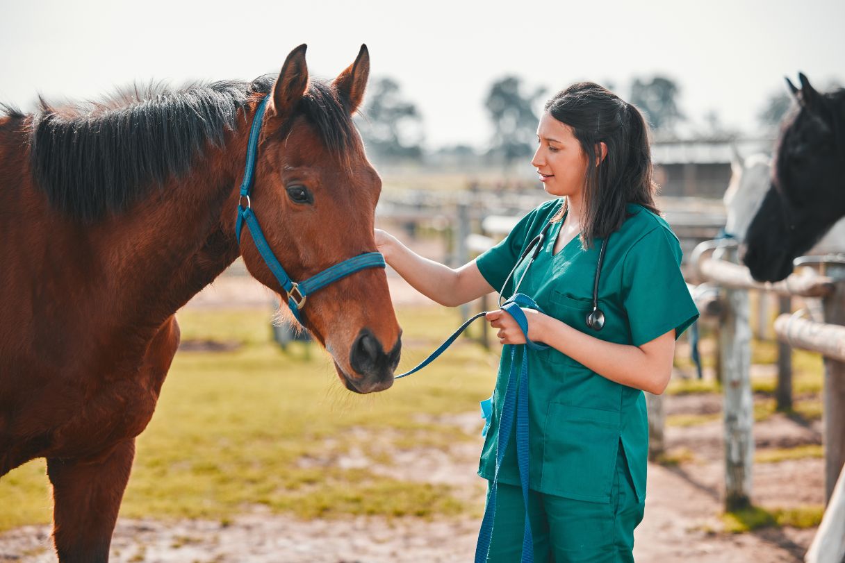Veterinary professional looking at horse