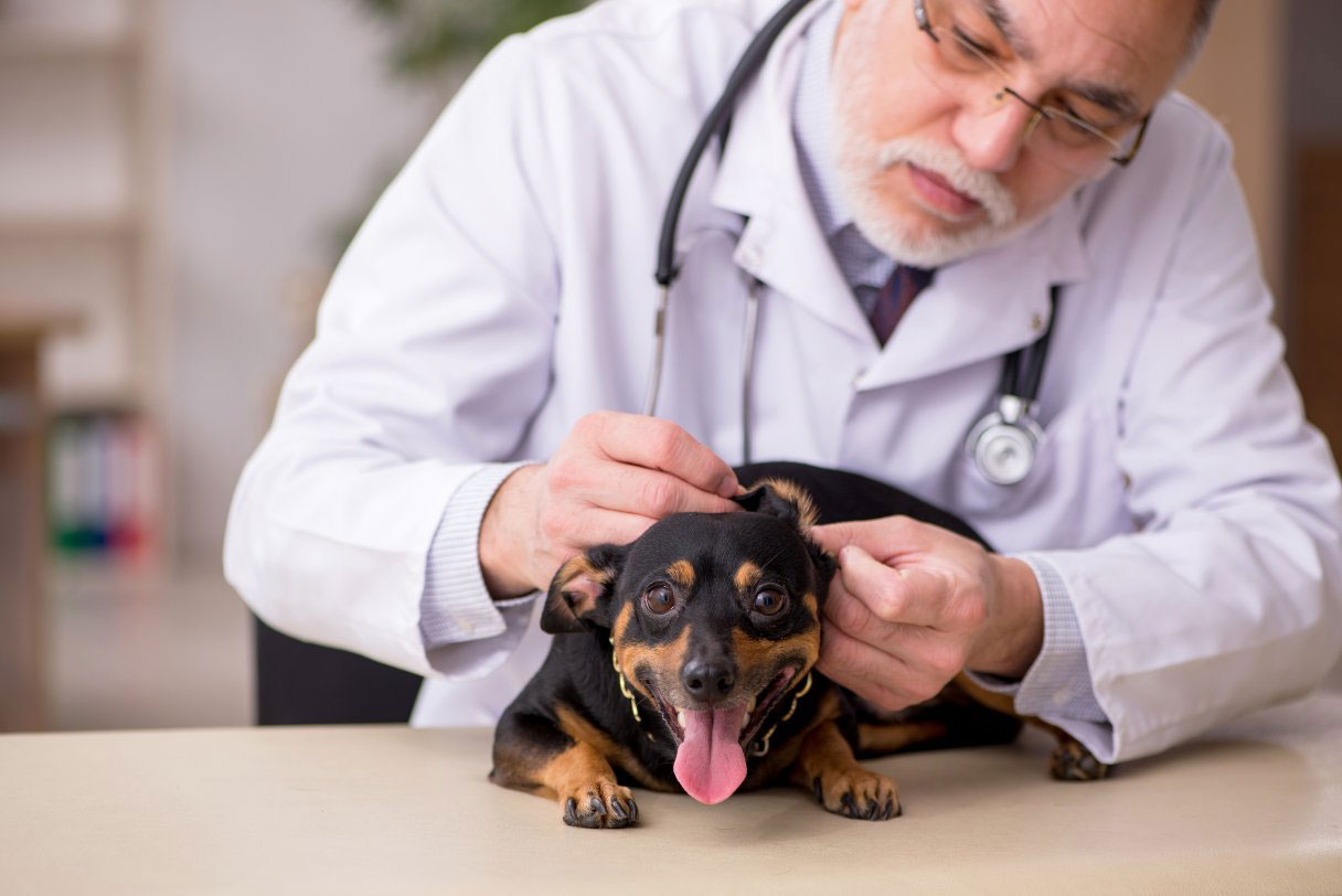 Veterinarian inspecting dog's ear