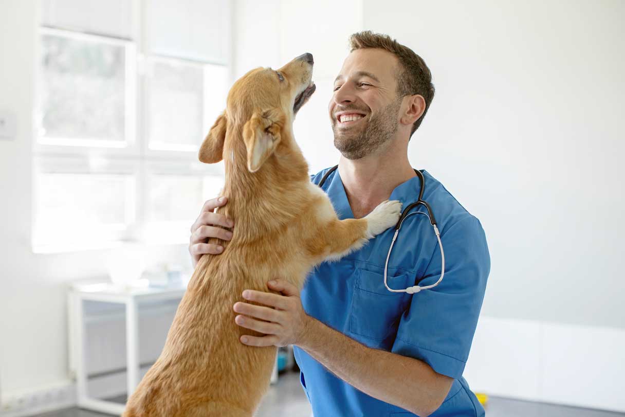Veterinarian holding corgi, smiling