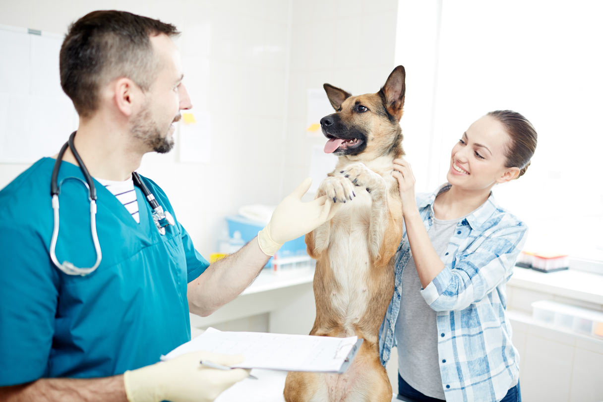 German shepherd with owner, receiving veterinary exam